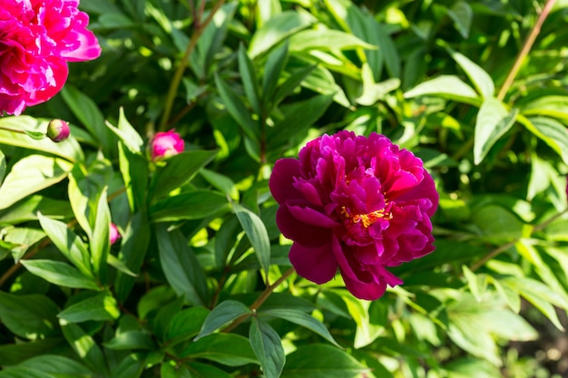 Natura Zbliżenie kolorowy kwiat fuschia w rozkwicie na bujnym zielonym krzewie w jasnym świetle słonecznym