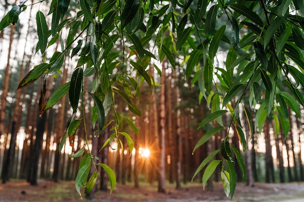 Natura ze światłem słonecznym do lasu świerkowego.