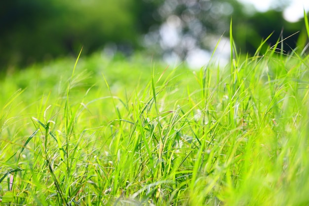 Natura zielona łąka piękne lato naturalne z zieloną trawą rozmycie tła