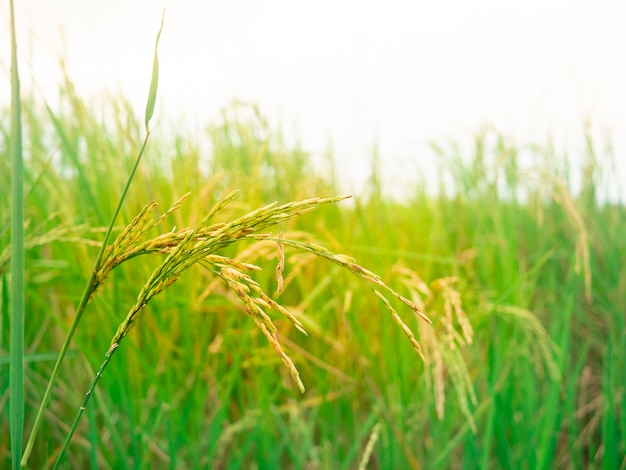 Natura zielone pola ryżu