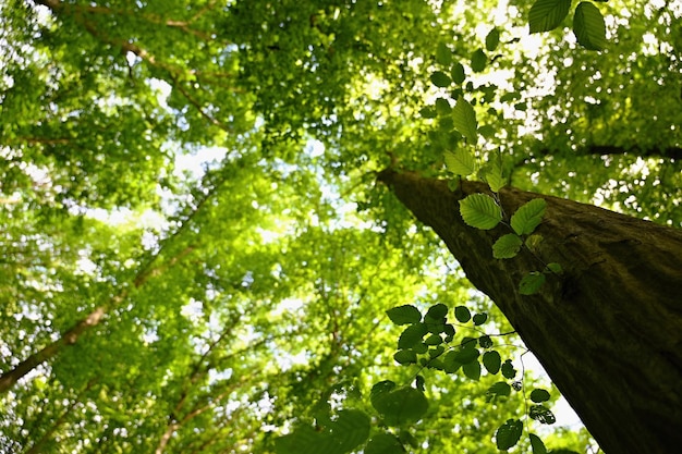 Natura zielone tło Piękny wiosenny las liściasty z drzewami i liśćmi Relaks i odpoczynek dla duszy Koncepcja ekologii i przyrody