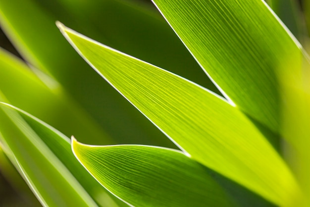 Natura zielone tło z liśćmi na wiosnę zrobione z obiektywem makro