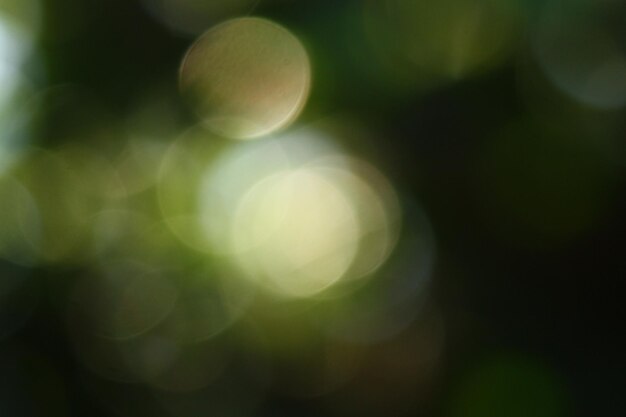Zdjęcie natura zielony efekt bokeh