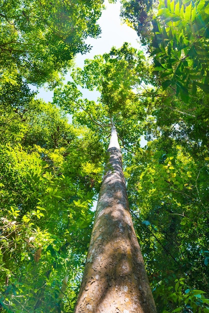 Natura zielony las z dużymi drzewami