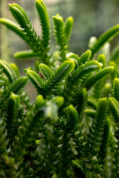 Zdjęcie natura zielony liść światowy dzień ziemi z bliska texure