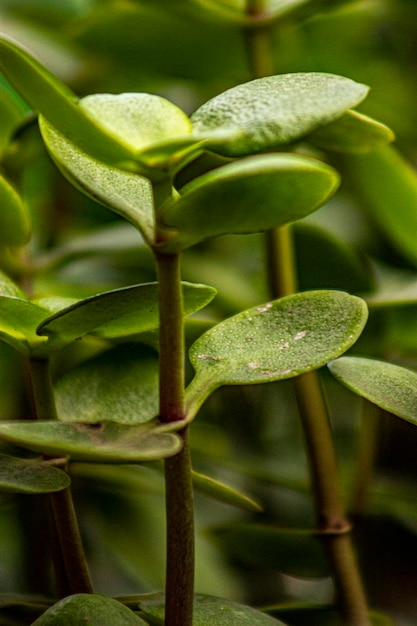 Natura zielony liść światowy dzień ziemi z bliska