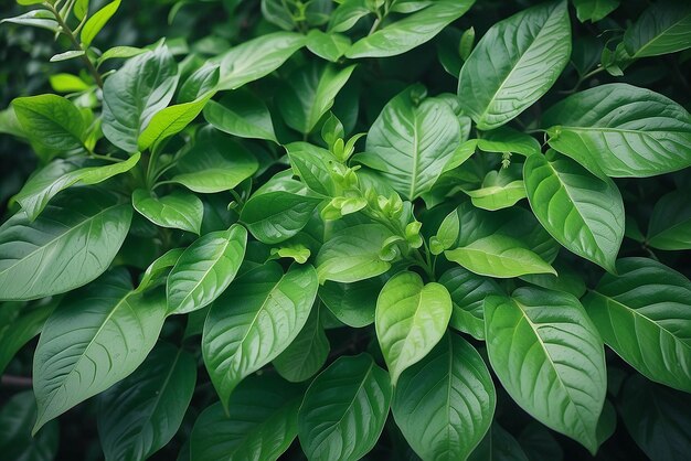 Natura zielonych liści w ogrodzie w lecie Naturalne zielone liście rośliny używające jako wiosenne tło okładki środowisko ekologii lub zieleni tapety