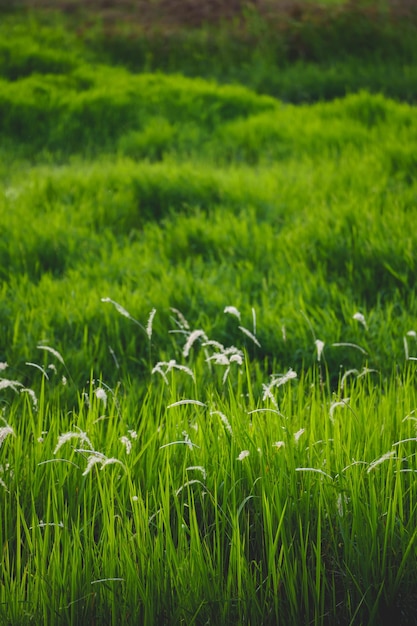 Natura zielonych liści w pięknym ogrodzie Ekologia lasów tropikalnych i naturalna zieleń tło Naturalne zielone liście rośliny tło strona tytułowa środowisko ekologia lub zieleń koncepcja tapety