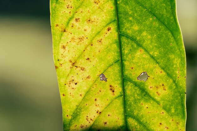 Natura zielonych liści w pięknym ogrodzie. Naturalne zielone liście rośliny tło strony tytułowej środowisko ekologia lub koncepcja zieleni tapety