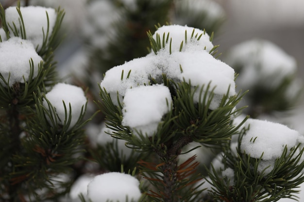 natura zimowy wzór gałęzi sosny ze śniegiem