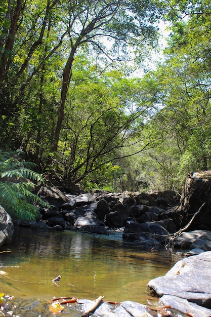 Naturaleza del bosque