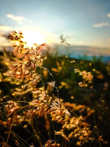 Zdjęcie naturaleza i atardeceres