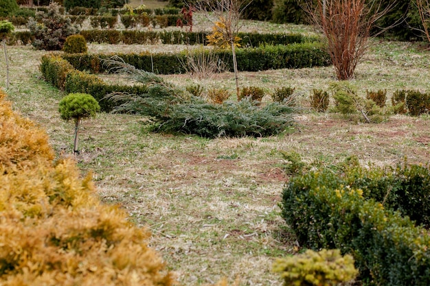 Naturalna panorama krajobrazu w ogrodzie domowym Piękny widok na ogród krajobrazowy na podwórku Sceneria krajobrazu latem Projektowanie krajobrazu z klombami