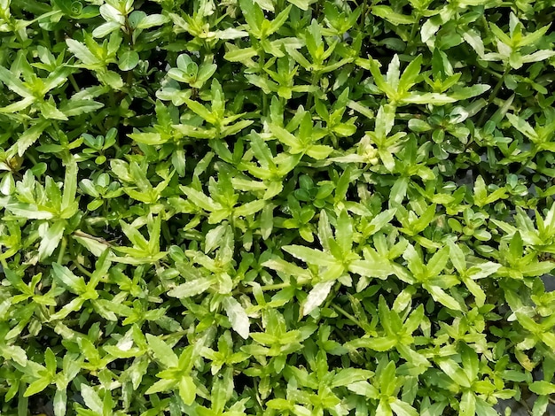 Naturalna piękna tekstura tła zielonych liści