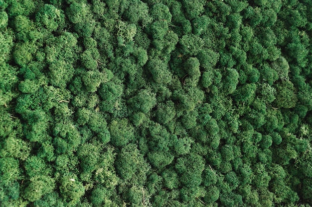 Naturalna pokryta mchem tekstura ściana kwiatowy omszały tło Biophilia design indoors