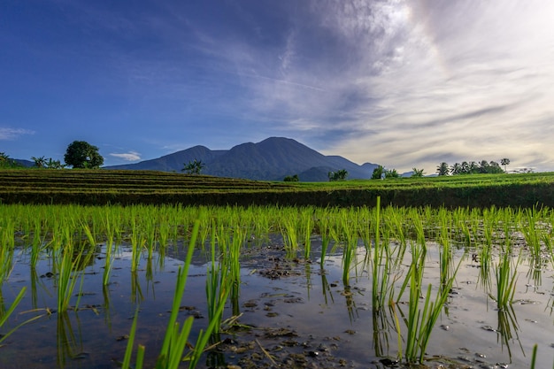 Naturalna sceneria Indonezji, kiedy ryż jest zielony, a góry o wschodzie słońca jasne