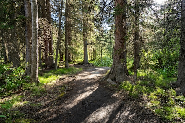 Naturalna sceneria leśna Ścieżka Fenland w słoneczny letni dzień Park Narodowy Banff Kanada