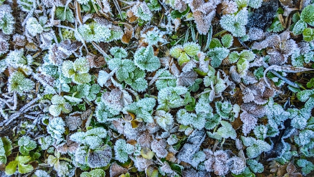 Naturalna tekstura szronu i lodu na zielonej ziemi