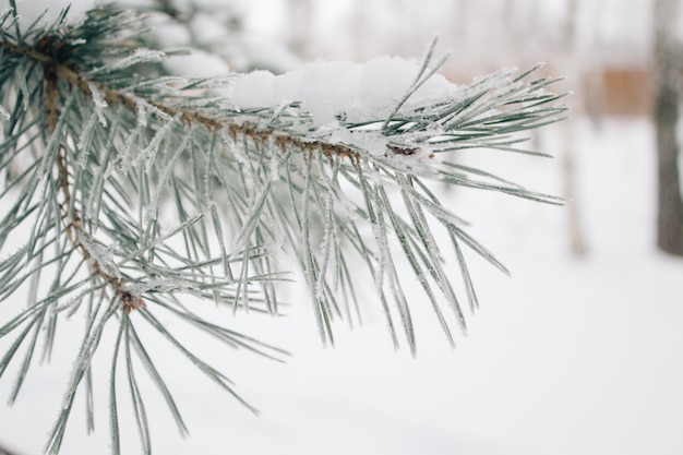 Naturalna tekstura zimy tło błękitna sosny gałąź w śniegu i mrozie.
