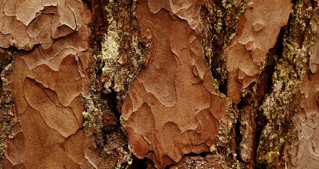 Zdjęcie naturalna teksturowana powierzchnia drewniana