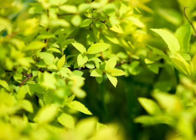 Naturalna zieleń z selektywną ostrością