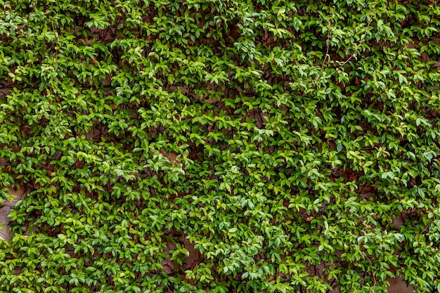 Naturalna zielona ściana pnących liści roślin. Tekstura tło