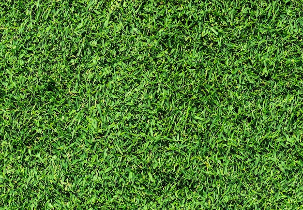 Naturalna zielona tekstura trawy w tle Close Up Top view