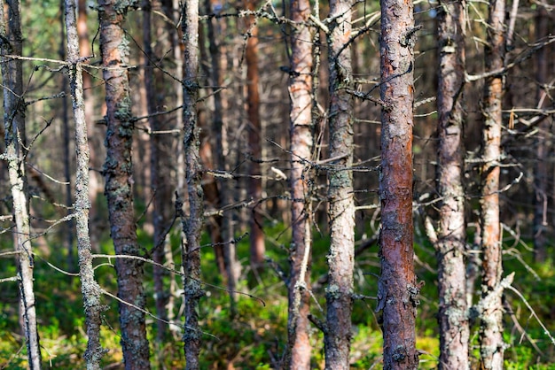 Naturalne abstrakcyjne tło lub krajobraz starego lasu z zbliżeniem suchych drzew