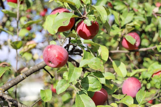 Naturalne czerwone jabłka z zielonymi liśćmi na gałęziach rolnictwa ekologicznego jabłoni
