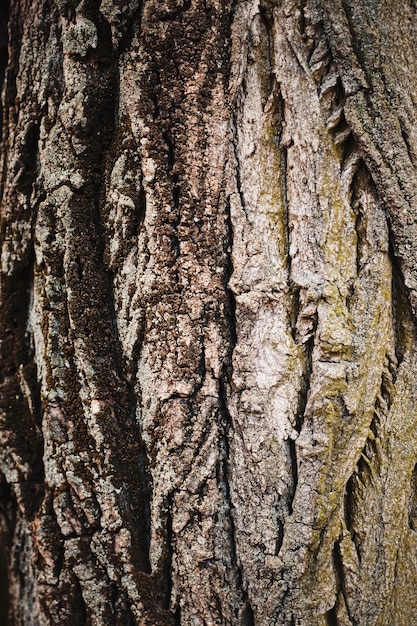 Naturalne Drewno Drzewo Tekstura Zbliżenie Natura