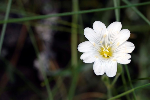 Naturalne I Dzikie Kwiaty Cerastium Arvense