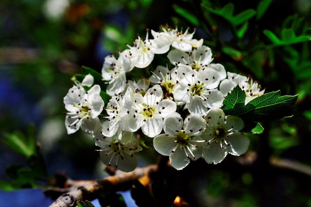 Naturalne i dzikie kwiaty Crataegus monogyna lub głóg