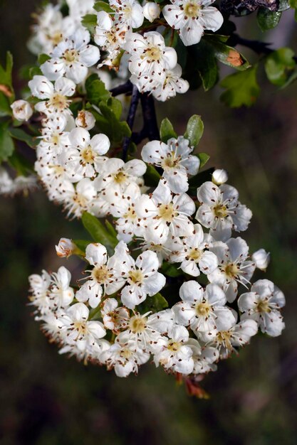 Naturalne i dzikie kwiaty Crataegus monogyna lub głóg