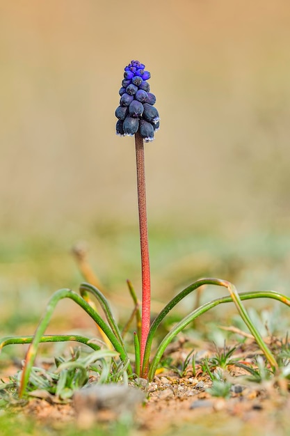 Naturalne i dzikie kwiatyNaturalne i dzikie kwiaty Muscari zaniedbania Muscari zaniedbania