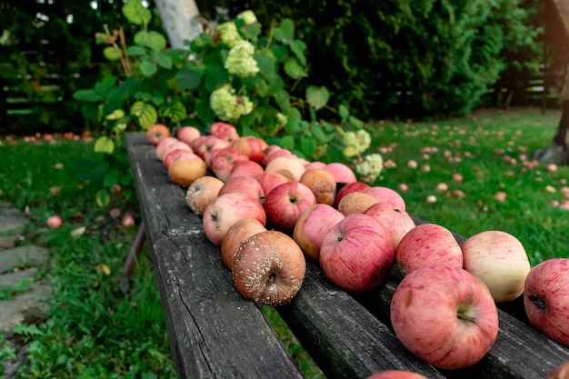 Zdjęcie naturalne jabłka w ogrodzie