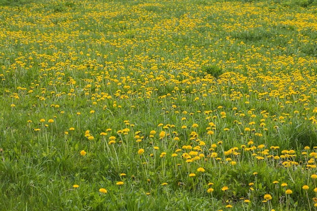 Naturalne kwiatowe wiosenne tło żółte dandelions w tej dziedzinie