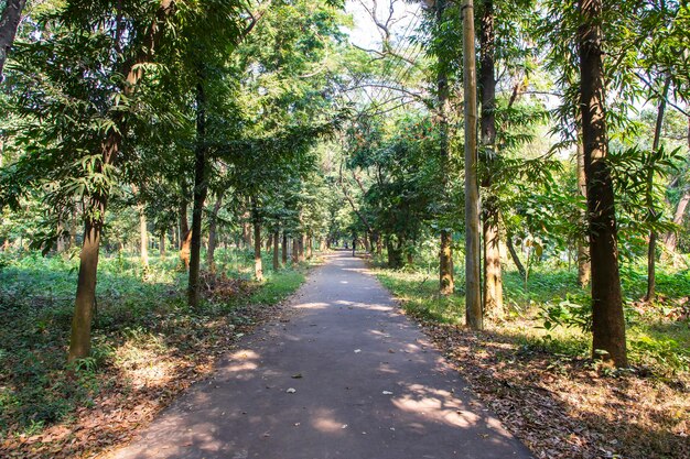 Naturalne leśne zielone drzewa w parku ogrodu botanicznego