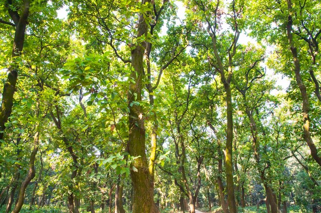 Naturalne leśne zielone drzewa w parku ogrodu botanicznego