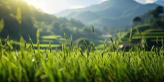 naturalne linie galengan na polu ryżowym