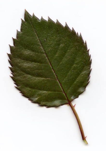 Zdjęcie naturalne liście roślin makro wysokie szczegółowe tła zdjęcie