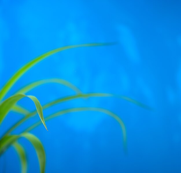 Zdjęcie naturalne liście tekstury abstrakcyjne tło zielona świeża botanika na niebieskim tle grunge