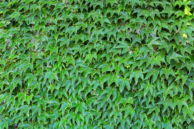 Naturalne naturalne tło zielonych liści
