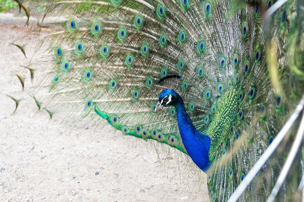 Naturalne Piękno. Ptak Paw. Koncepcja Zoo. Paw W Tle Przyrody środowiska Naturalnego. Samiec Pawia Z Kolorowymi, Niebiesko-zielonymi Piórami Uniesionymi W Zalotach, Patrzy Prosto Przed Siebie.