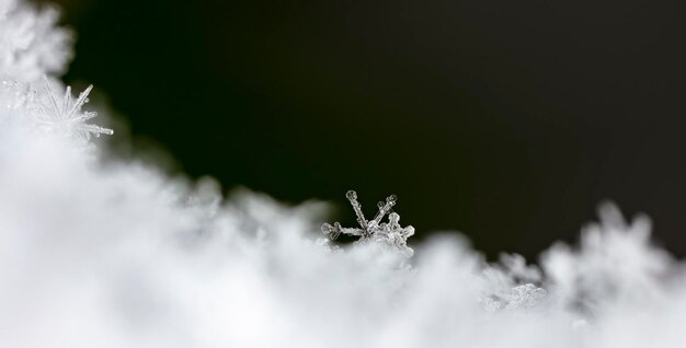 naturalne płatki śniegu na śniegu zima