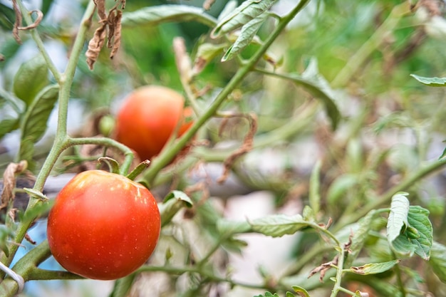 Naturalne pomidory na Twojej plantacji