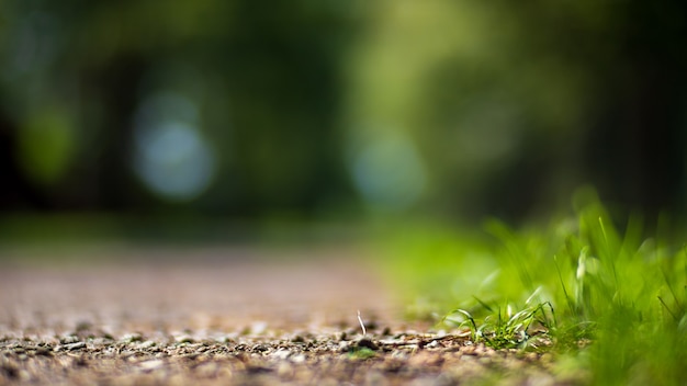 Zdjęcie naturalne silne rozmyte tło źdźbeł zielonej trawy z bliska świeża łąka w słoneczny poranek