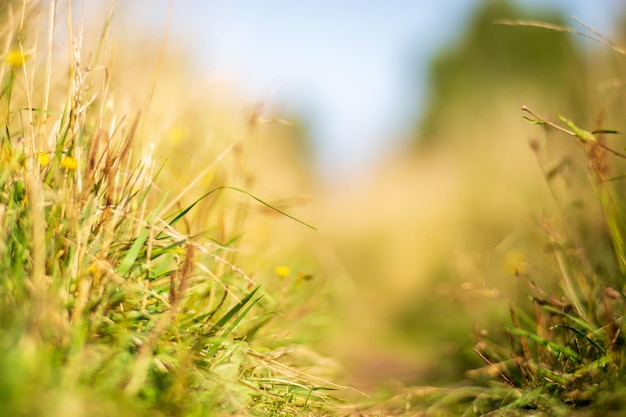 Naturalne silne rozmyte tło zielonych źdźbeł trawy z bliska Świeża trawa łąka w słoneczny poranek