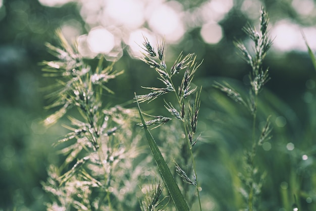 Naturalne streszczenie miękkie zielone lato eko słoneczne tło z trawą i jasnymi plamami w stylu vintage hipster