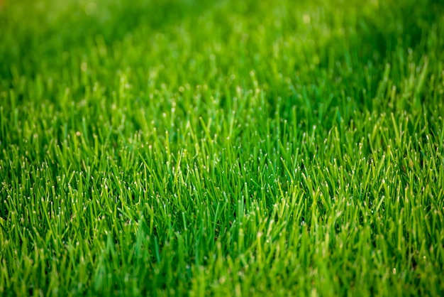 Naturalne streszczenie miękkie zielone tło z trawy pola. Wiosenne tło wielkanocne z miejscem na kopię