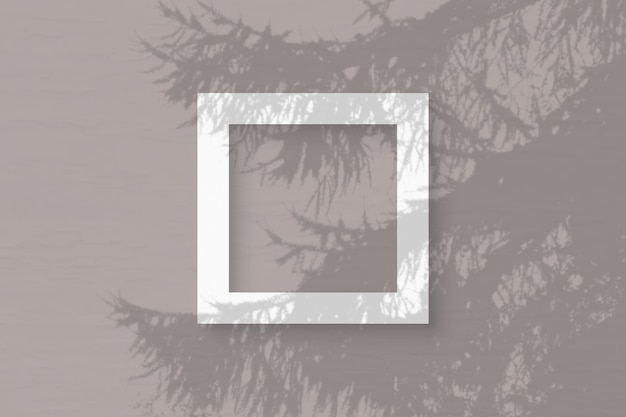 Zdjęcie naturalne światło rzuca cienie ze świerkowej gałęzi na kwadratową ramkę z białego teksturowanego papieru leżącego na różowym tle
